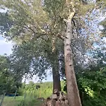 Camping Tiszavirag Nagyhalas Horgasz